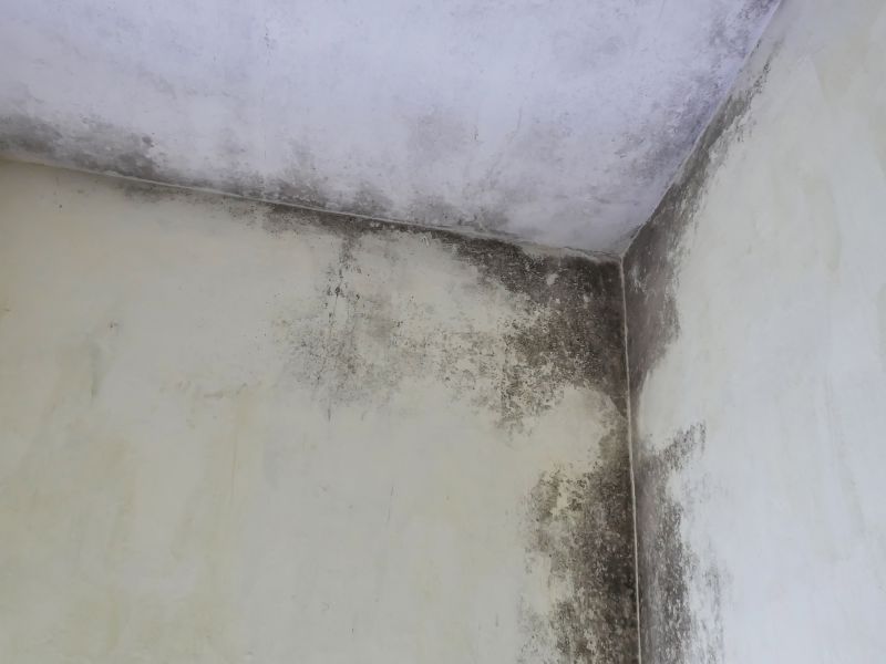 Ceiling Mold Removal in West Palm Beach, FL