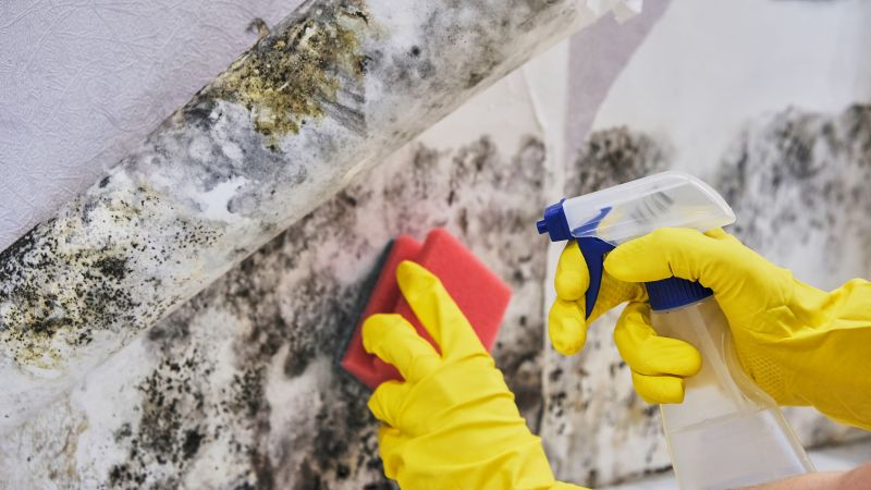 Mold Cleanup Service in Fort Lauderdale, FL