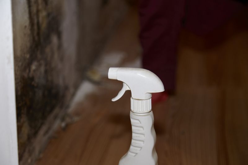 Mold Treatment Service in Frisco, TX