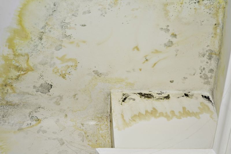 White Mold Mitigation in Broward County, FL