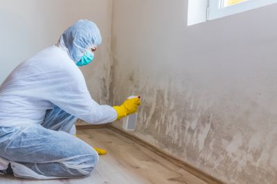 White Mold Mitigation in Bergen County, NJ